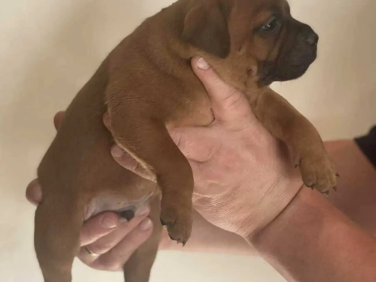 Billede 17 - Smukke Staffordshire Bull Terrier hvalpe DKK 