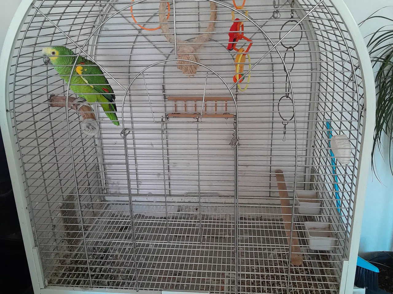 Billede 1 - Papegøjer og bur