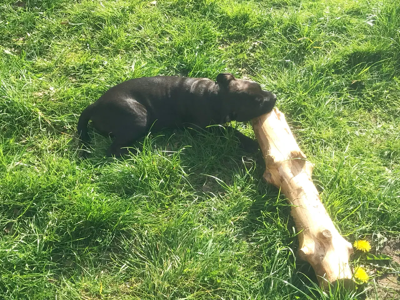 Billede 6 - Staffordshire Bull terrier hvalpe