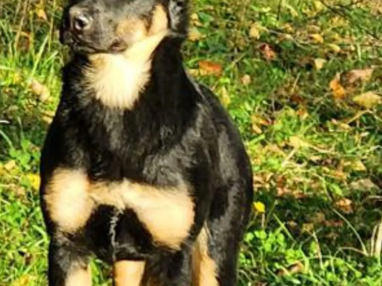 Billede 2 - Daisy schæfer blanding 