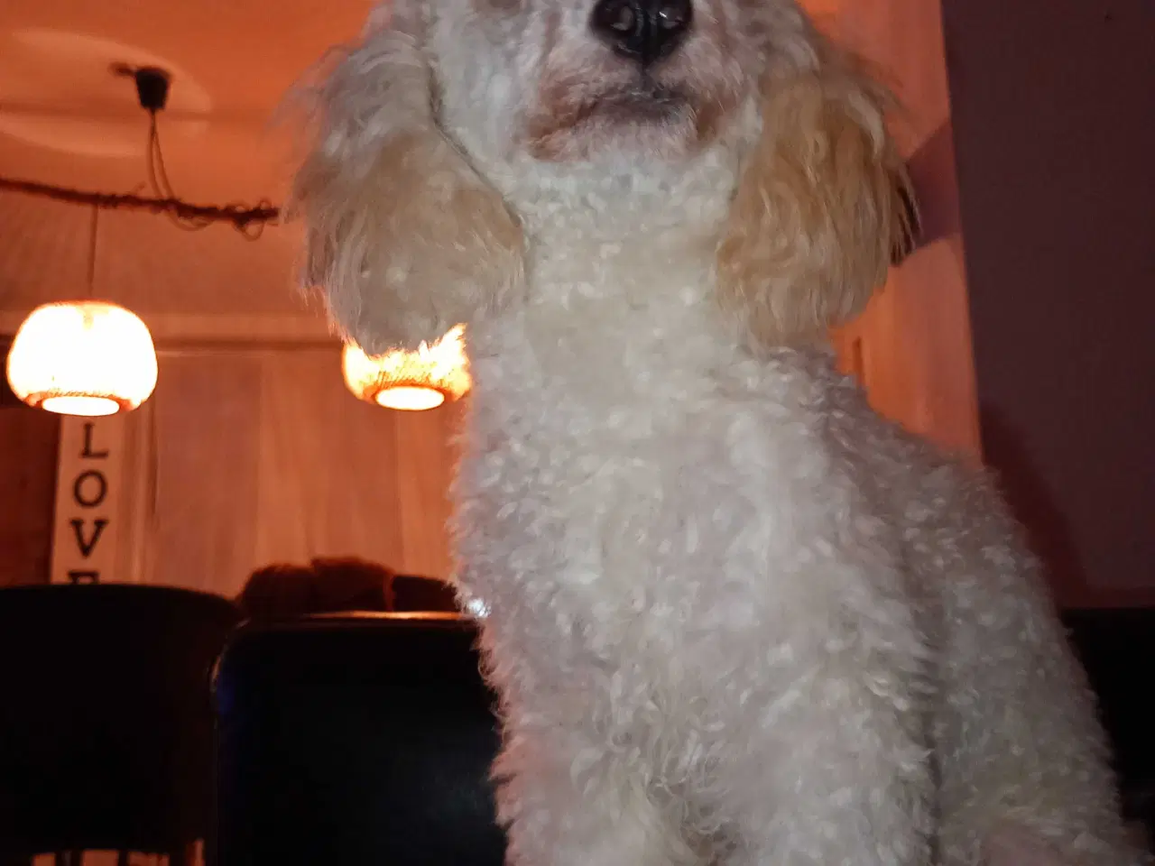 Billede 3 - Lille puddel 