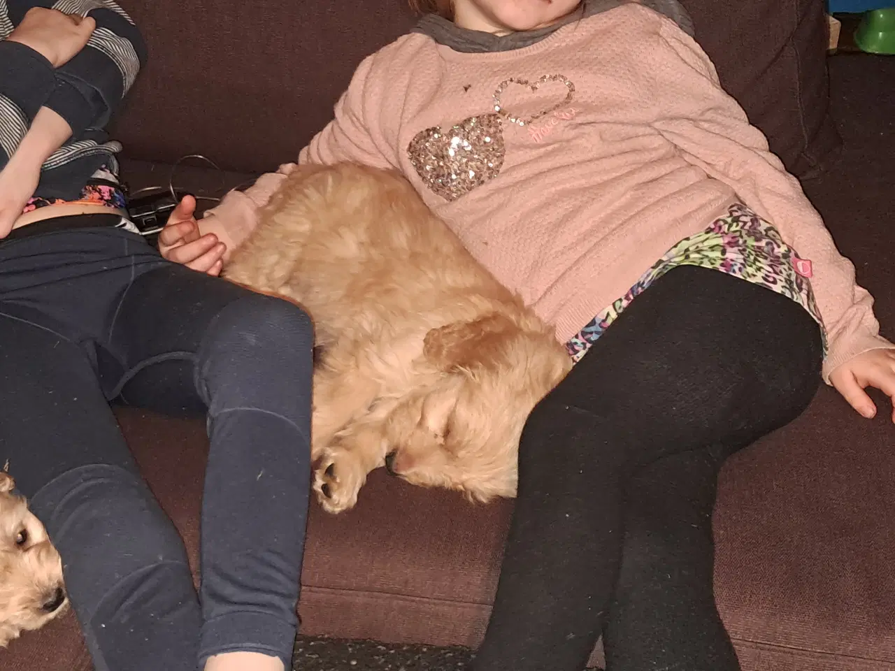 Billede 5 - De sødeste skønneste blandingshvalpe