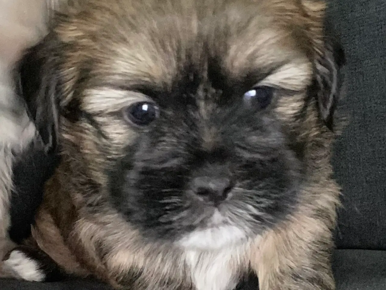 Billede 4 - Skønne Lhasa apso/shih tzu hvalpe søger ny madskål