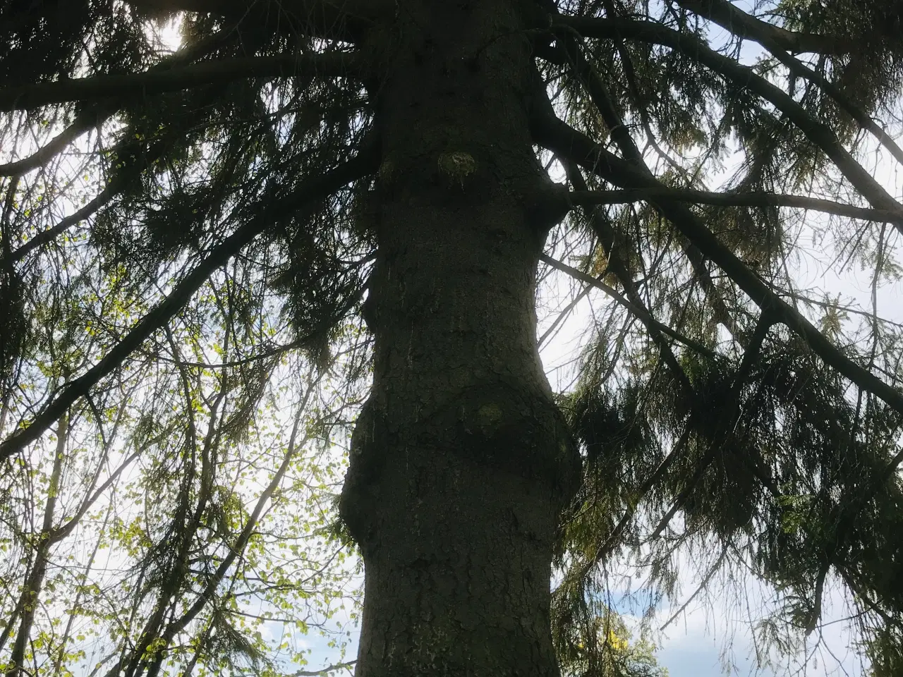 Billede 1 - Grantræ