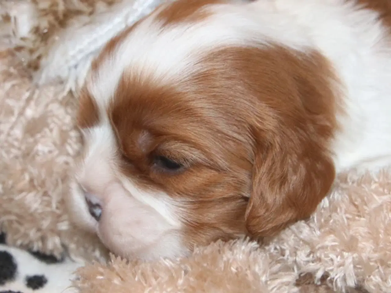 Billede 5 - Lækre cavalier drengebørn med stamtavle.