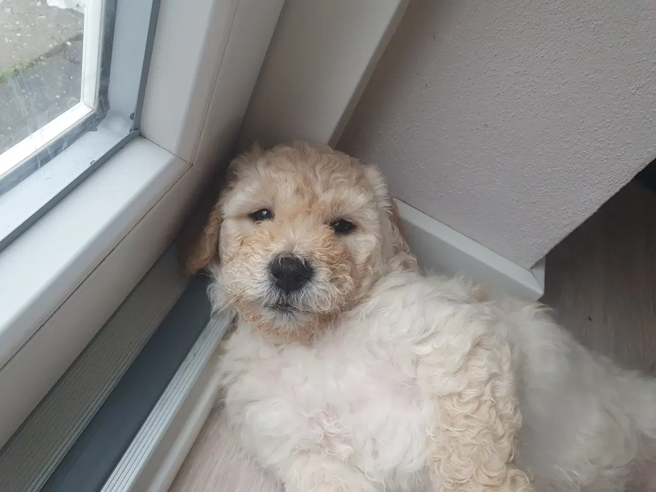 Billede 3 - Labradoodle hvalpe 