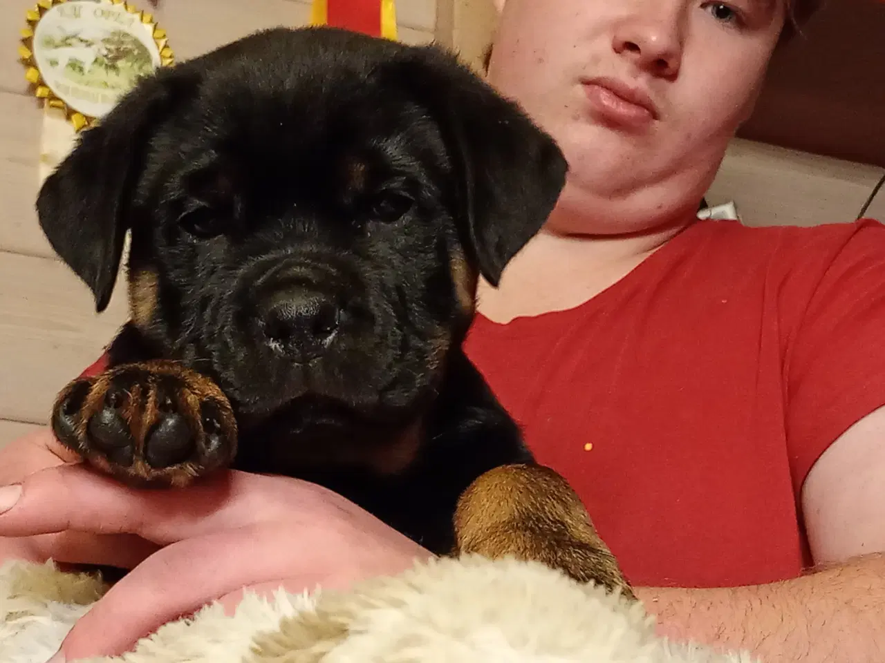 Billede 1 - Sjælden Cane Corso x rottweiler hybrid