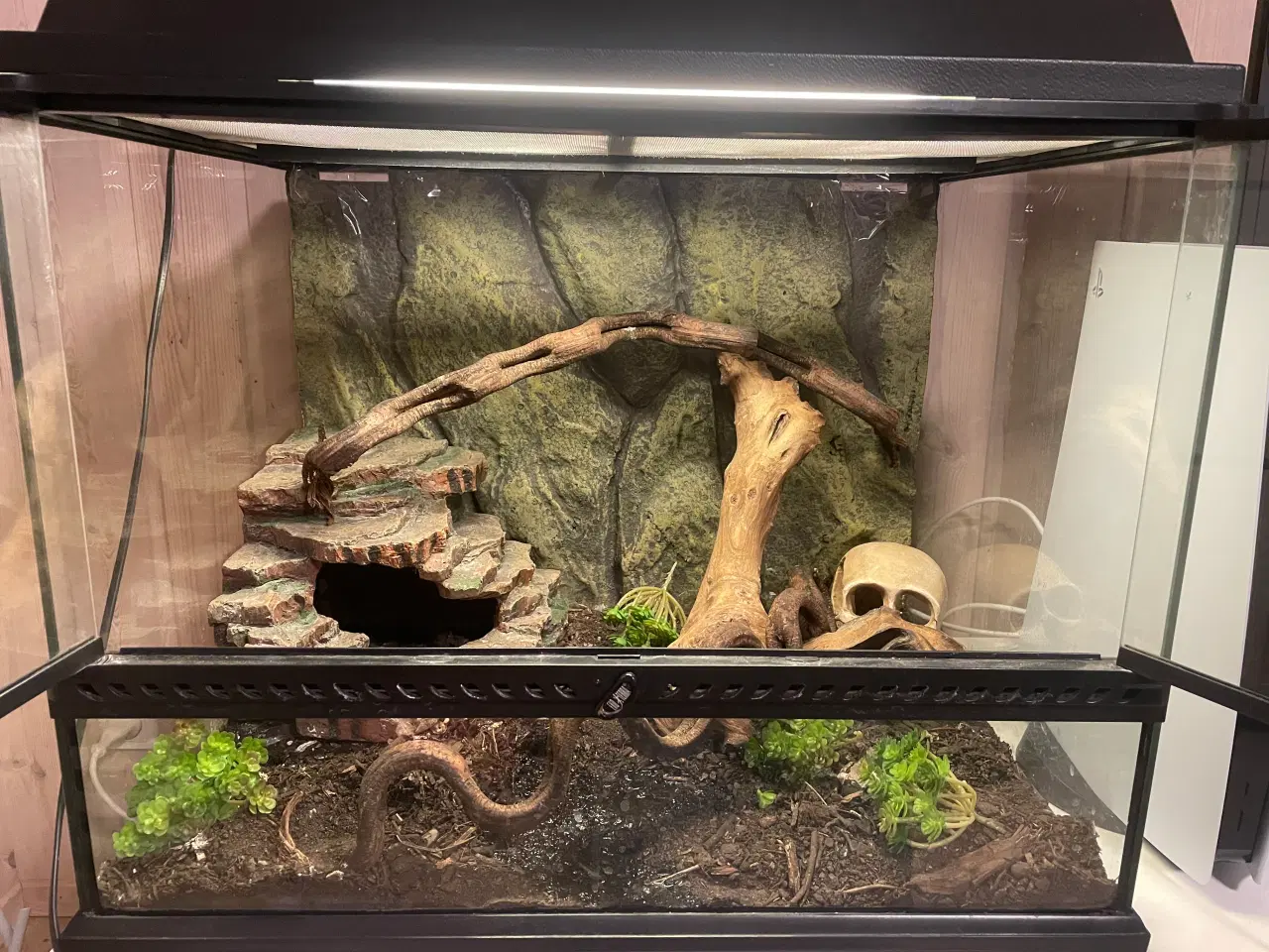 Billede 6 - Honduras mælkesnog + terrariet, lys og lille varme