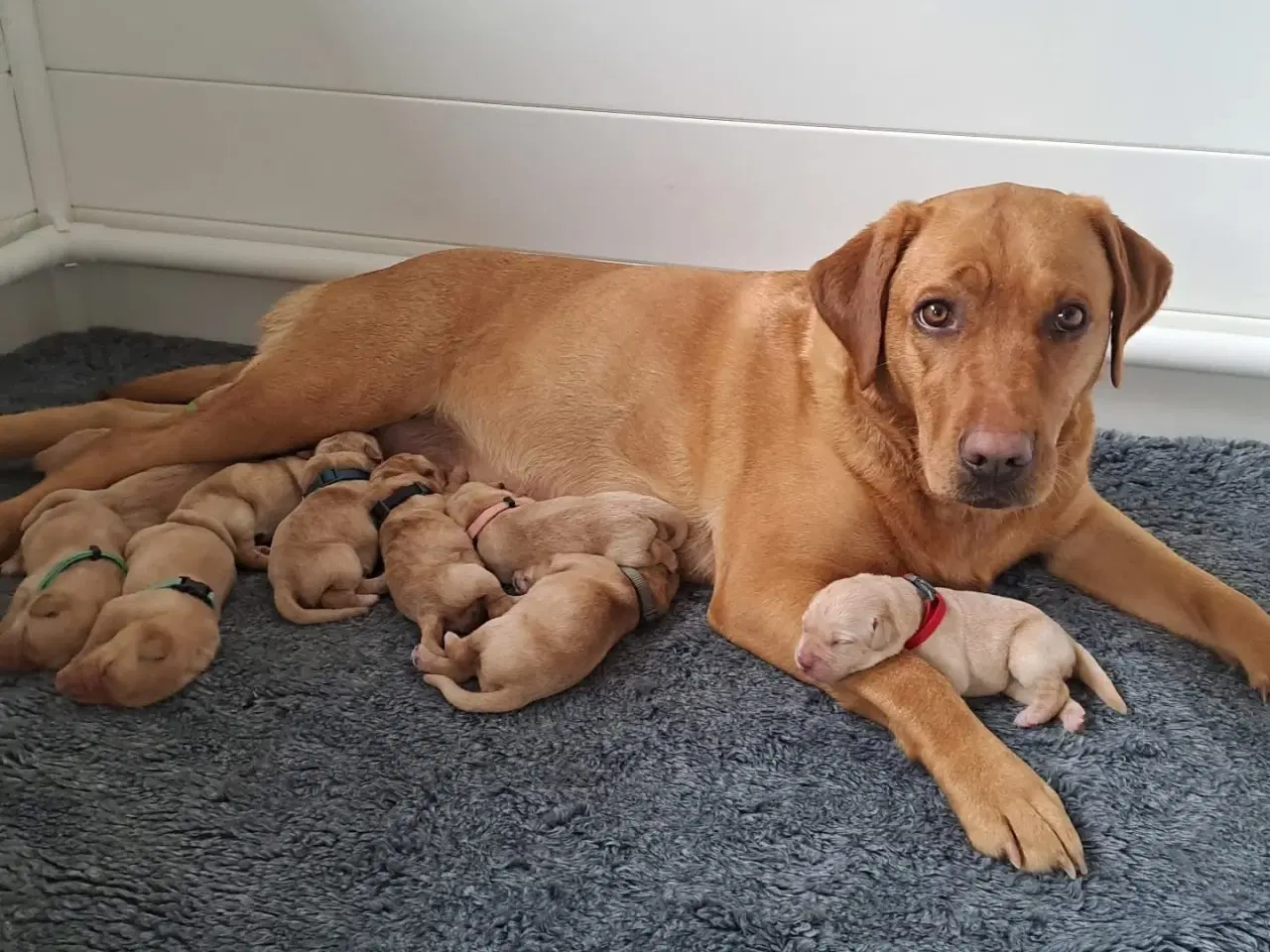 Billede 8 - Labrador hvalpe Sælges 