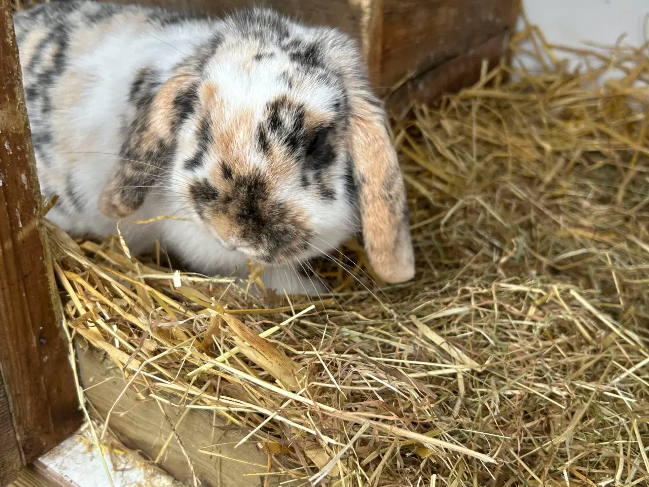 Billede 2 - Dværg Kanin