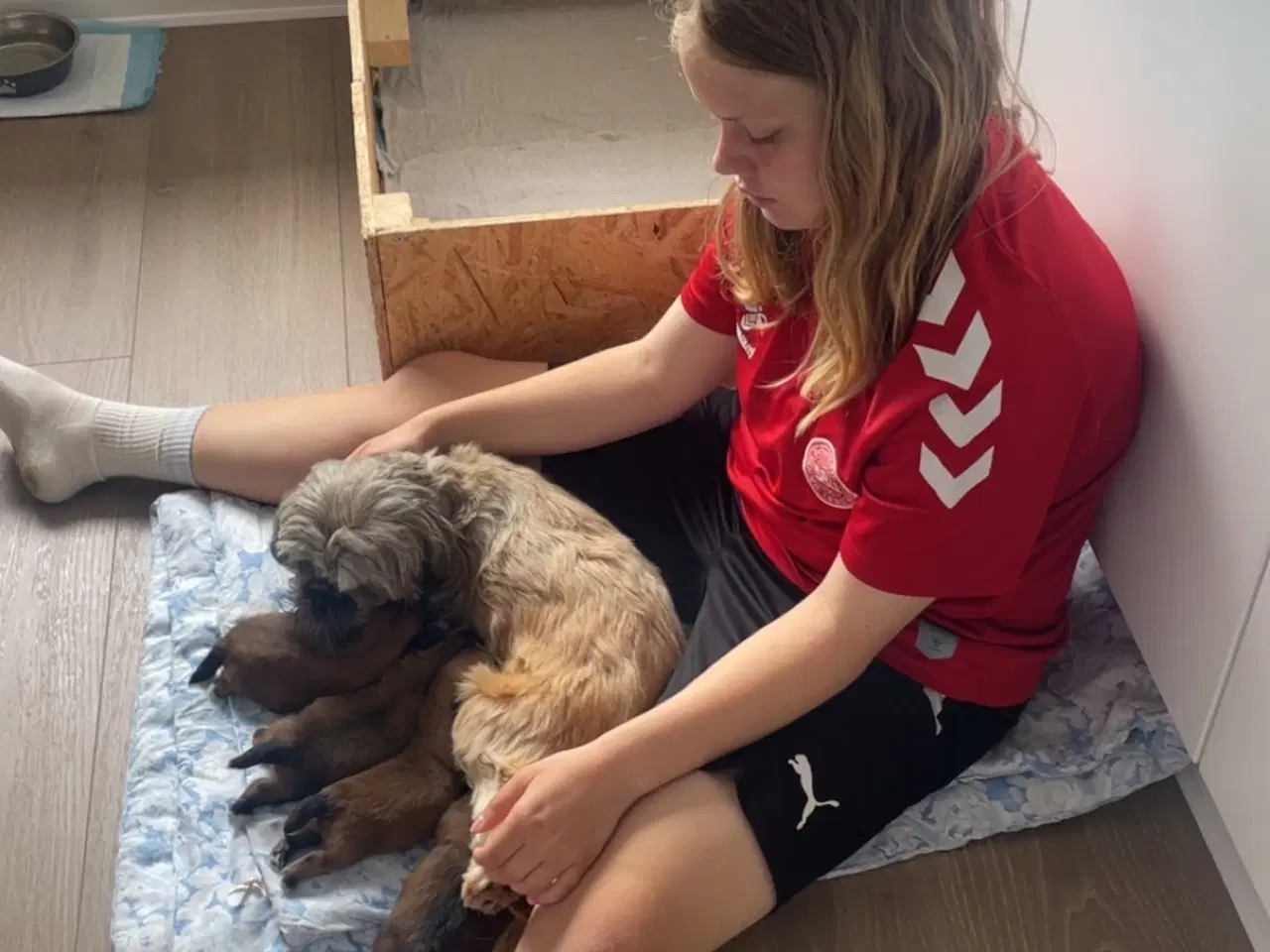 Billede 7 - Hvalpe- shizu/lhasa apso