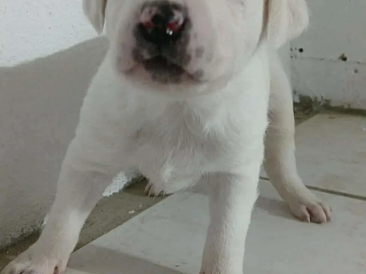 Billede 7 - Sødeste Creamy søger familie 