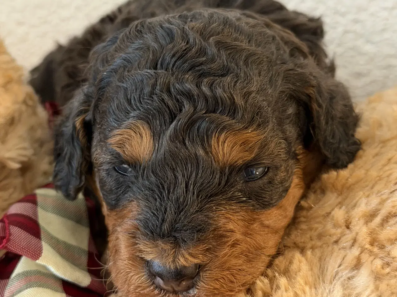 Billede 2 - Cavapoo  slut Maj 