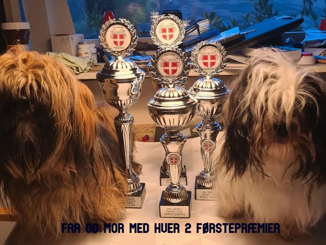 Billede 11 - Lhasa Apso hvalp med stambog