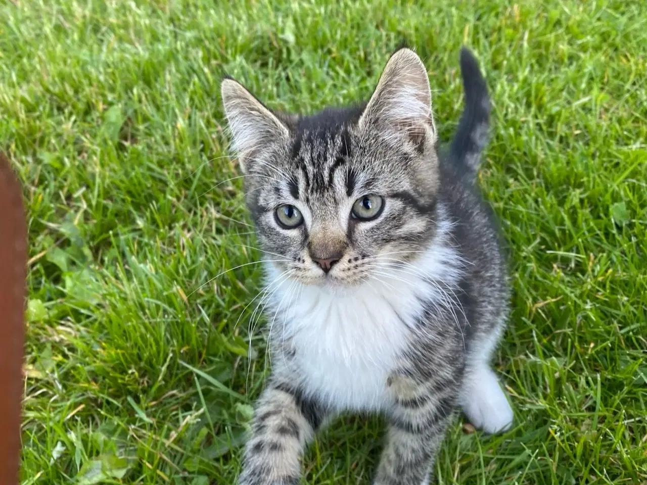 Billede 10 - Polydactyl Maine coon blandinger