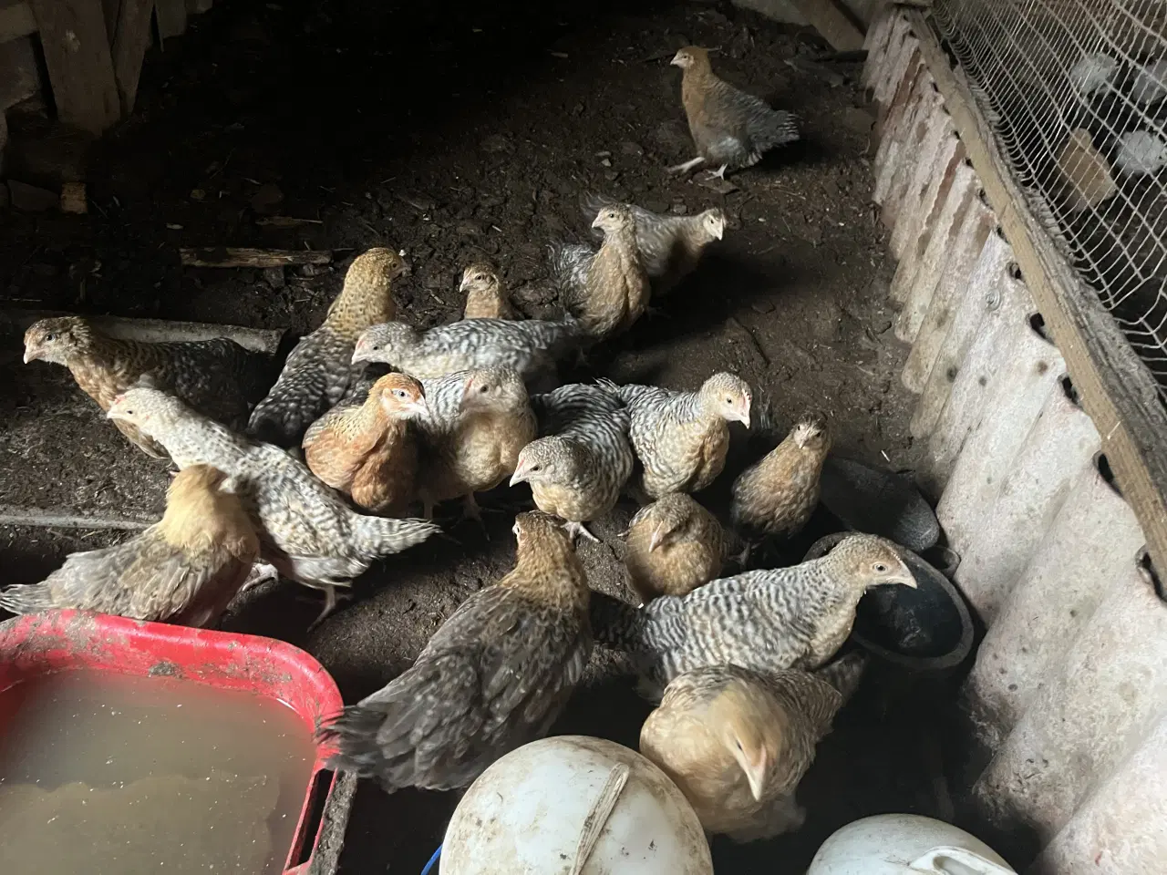 Billede 3 - kyllinger af Bielefelder Varme fri