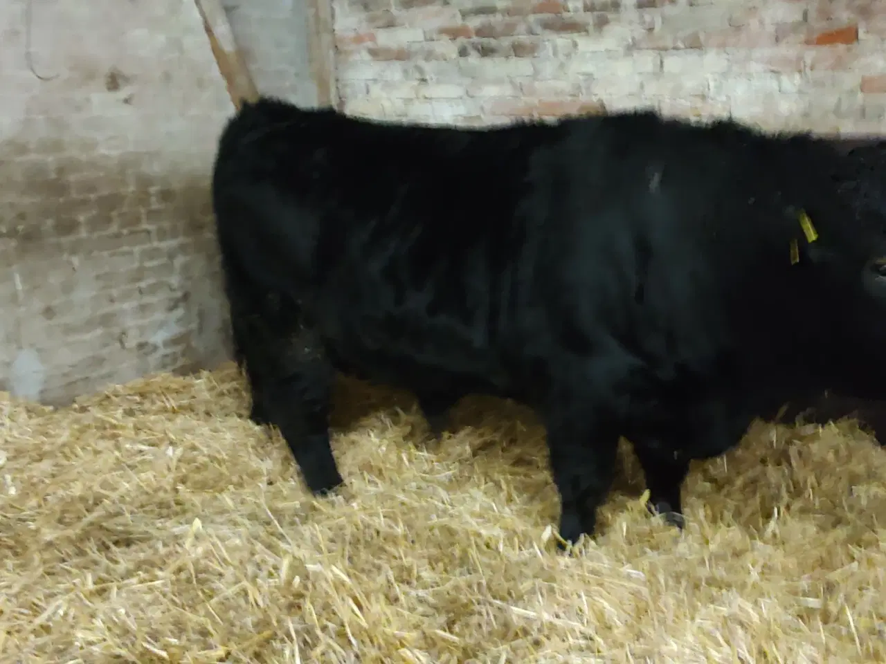 Billede 2 - Kødkvægskalve