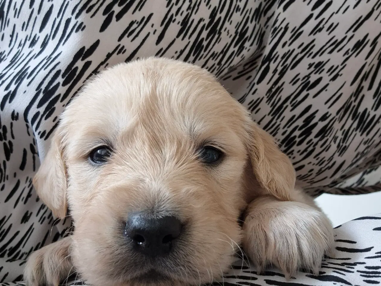 Billede 11 - Golden retriever hvalpe