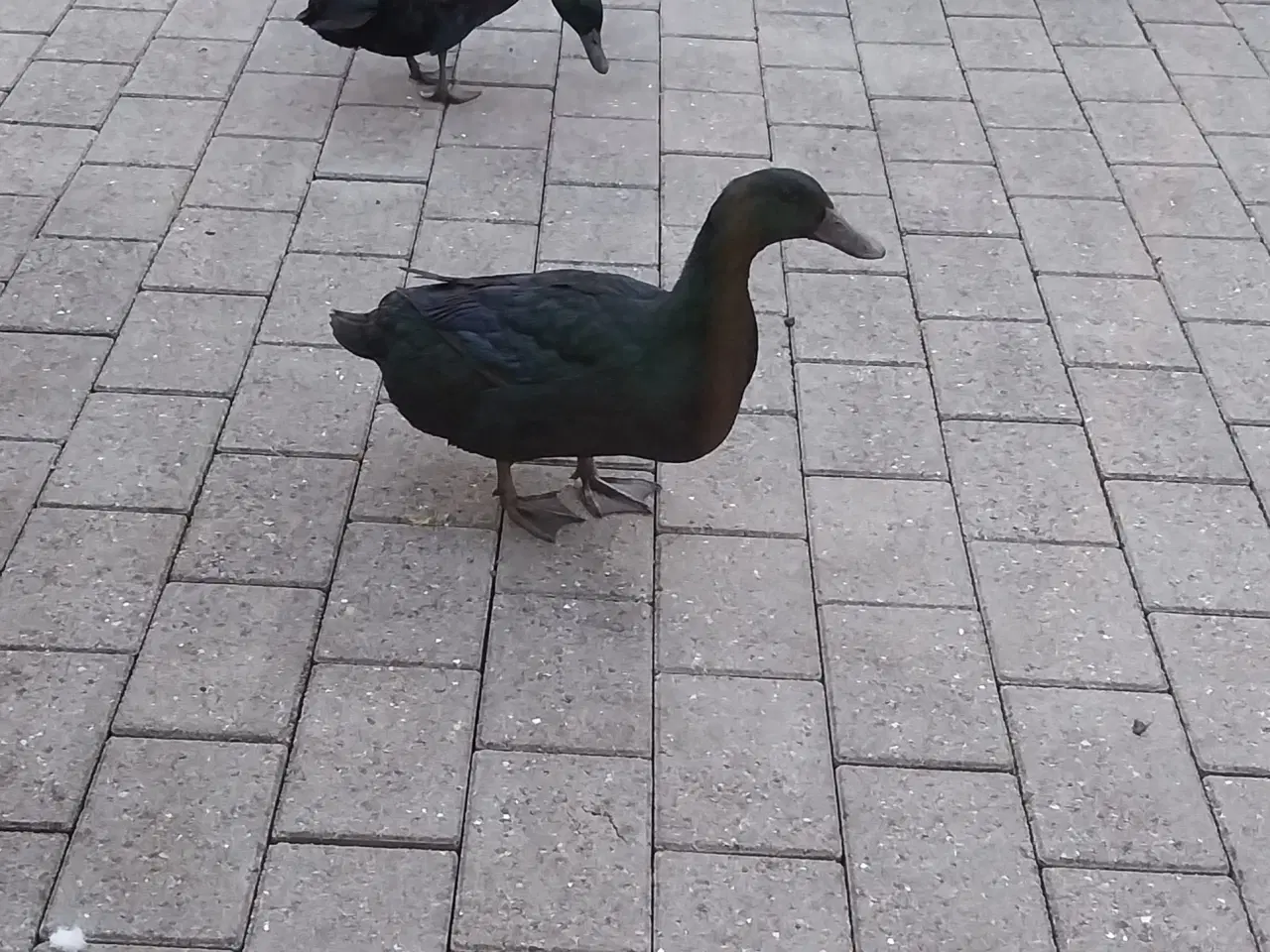 Billede 2 - Cayuga ællinger sælges. 