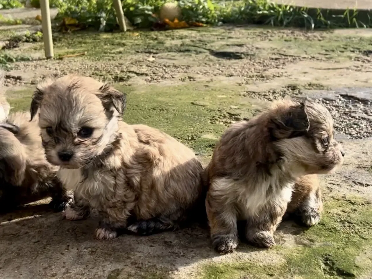 Billede 5 - Små allergivenlige og ikke fældende hundehvalpe