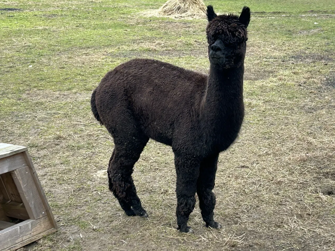 Billede 4 - Alpaca alpaka