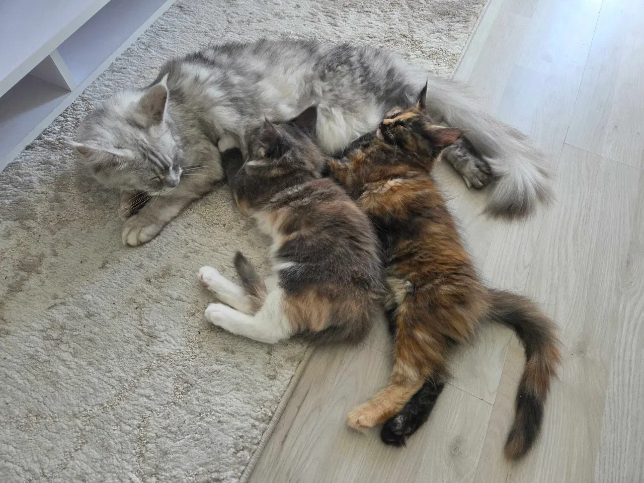 Billede 4 - To Maine coon hunkatte
