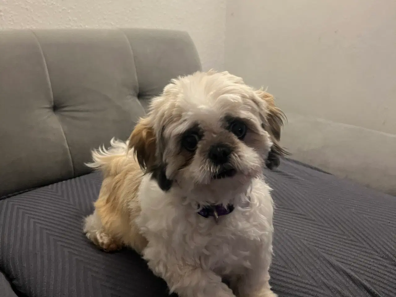 Billede 4 - Shihtzu/Bichon Havanaise hvalper