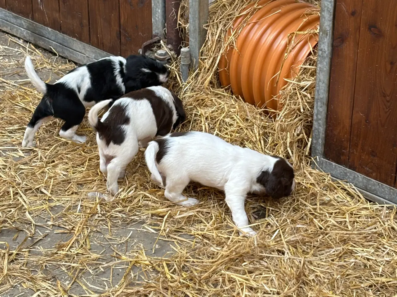 Billede 1 - Ft springer 