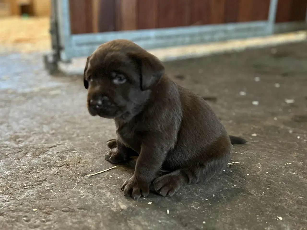 Billede 1 - Labrador retriever, Brun med stamtavle 