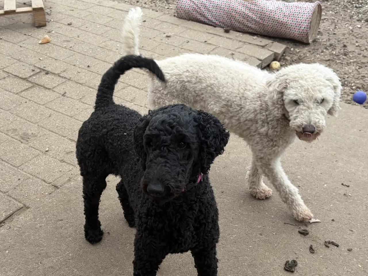 Billede 17 - 2 mellem puddel piger 