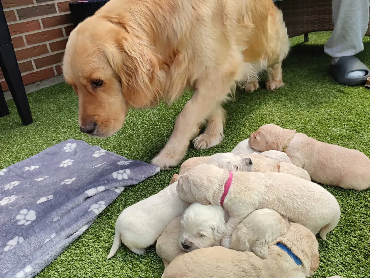 Billede 12 - Golden Retriever Hvalpe 