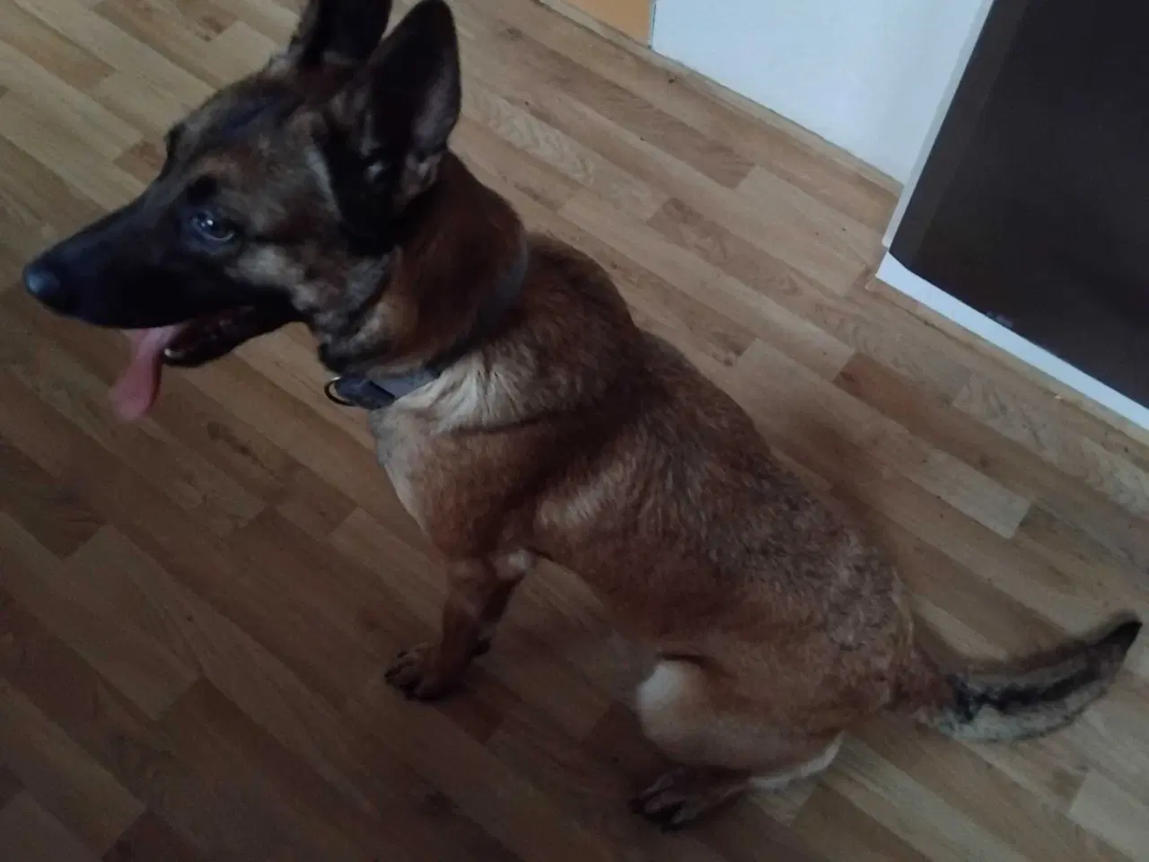 Billede 5 - Belgisk hyrdehund 