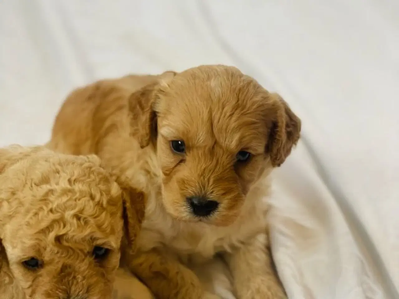 Billede 6 - Cavapoo hvalpe 