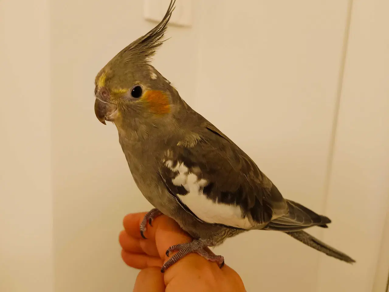 Billede 2 - Nymfeparakit o år