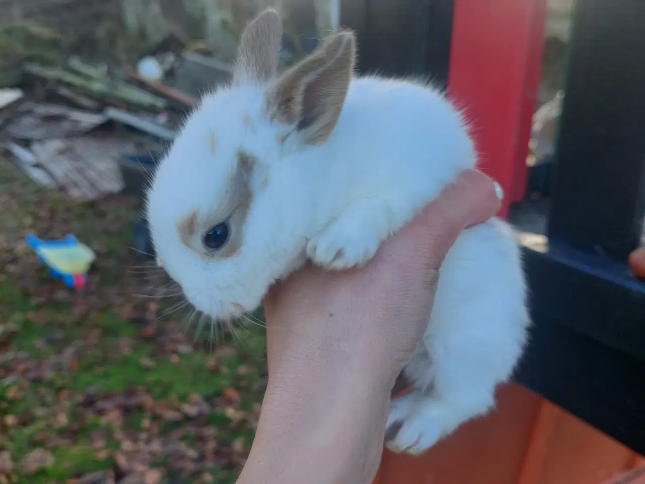 Billede 3 - Søde kaniner til salg