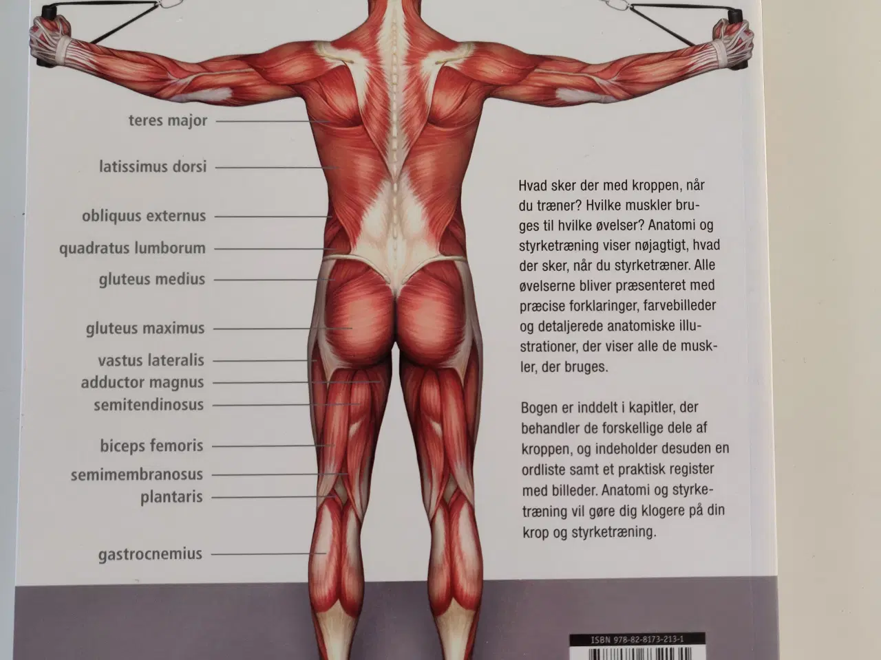 Billede 3 - Bog: Anatomi og styrketræning