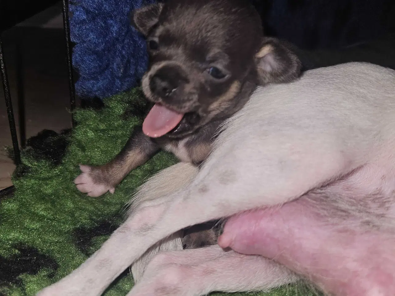 Billede 9 - 3 drenge 2 langhåret 1 korthårog 1 pige langhåret 