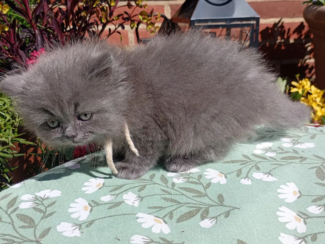 Billede 9 - British Longhair pige