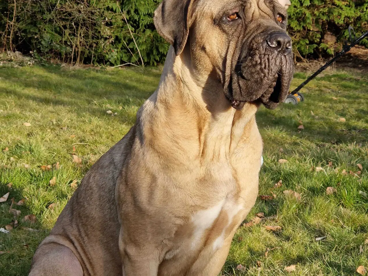 Billede 8 - Cane Corso hvelpe