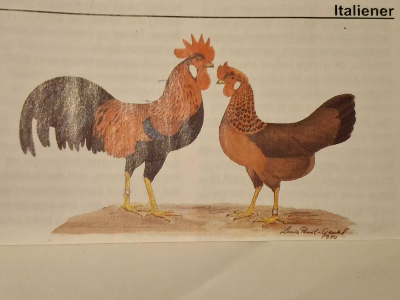 Billede 1 - Brune Italiener