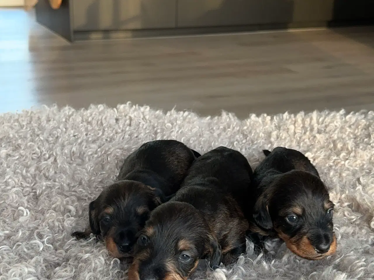 Billede 5 - Ruhåret dværg gravhunde