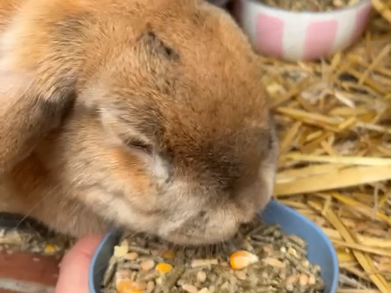 Billede 6 - 2 søde kaniner søger nyt hjem