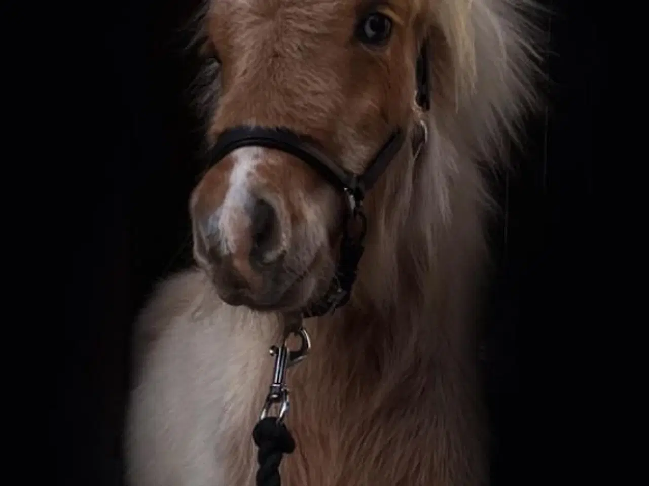 Billede 4 - Shetlandspony, hingst, 1 år