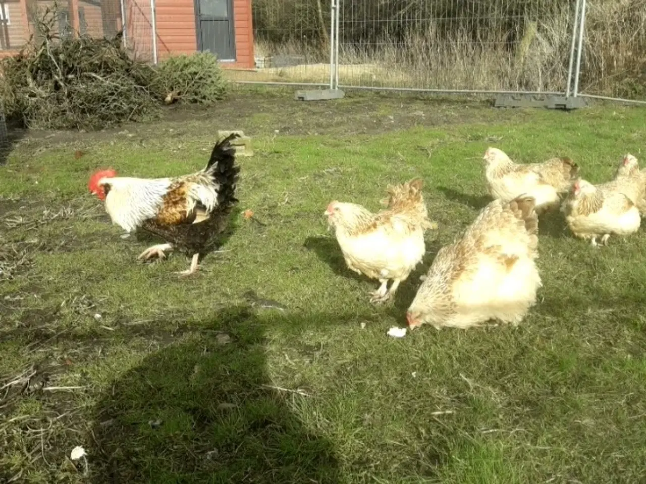 Billede 2 - Laksefarvede faverolls kyllinger