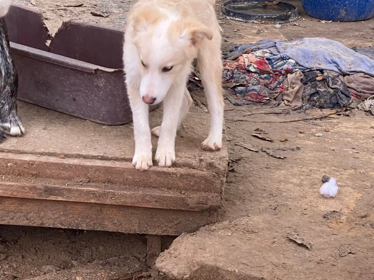 Billede 5 - Skønne Aslak søger familie 💙