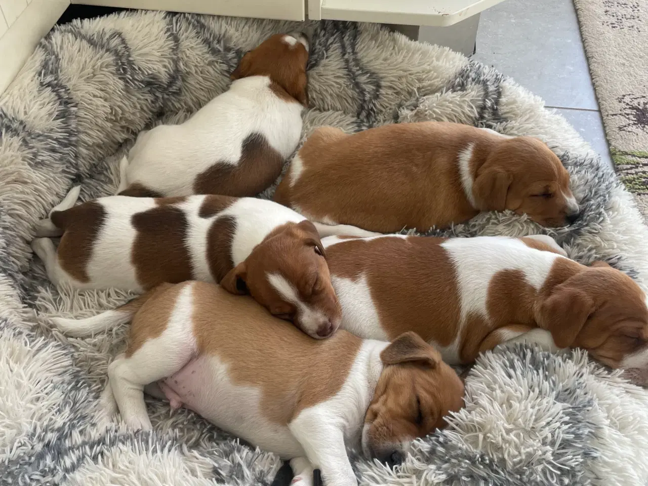 Billede 4 - Dansk/Svensk gårdhund hvalp