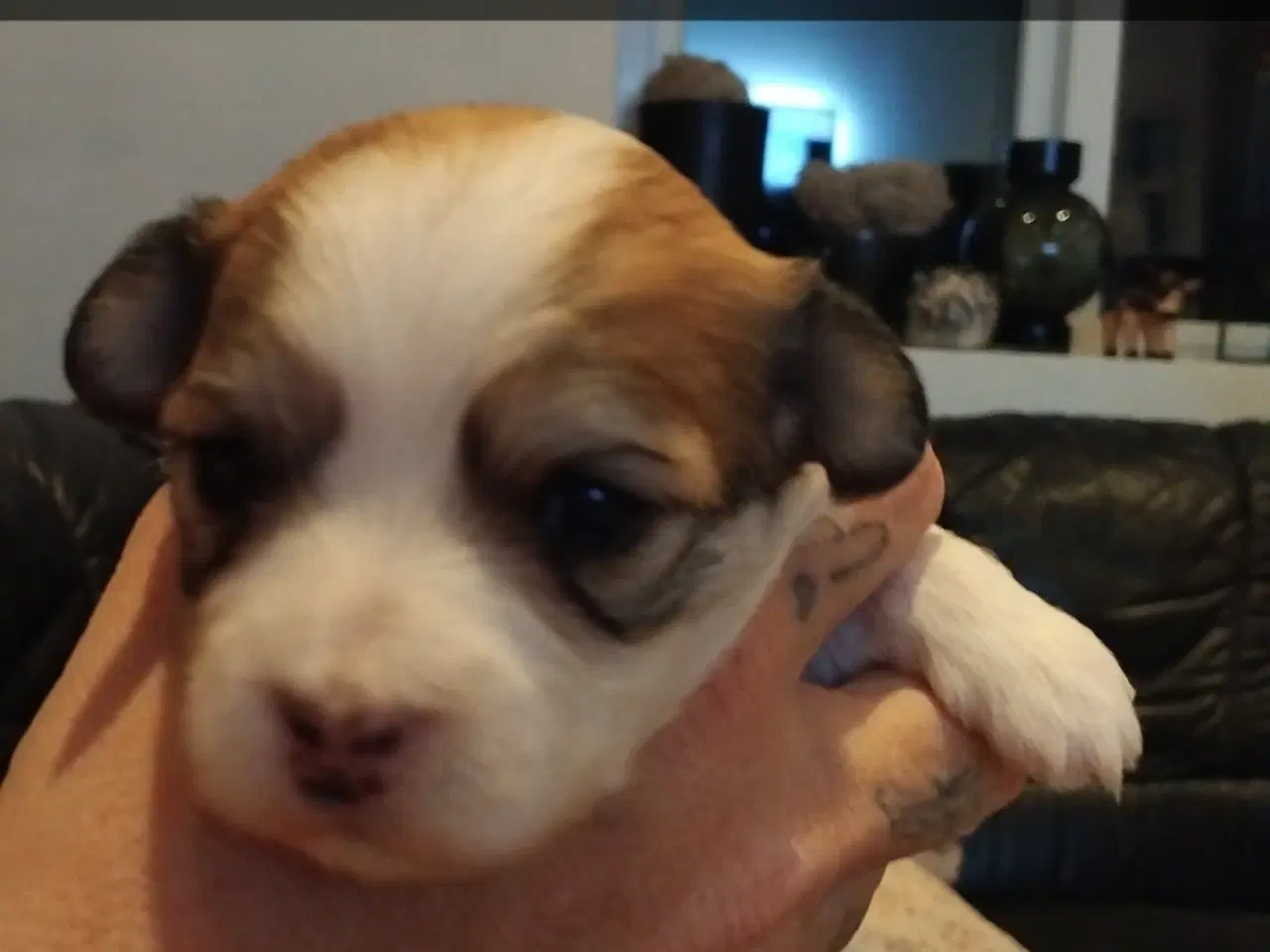 Billede 2 - Lækre hvalpe klar til at flytte d 1/3