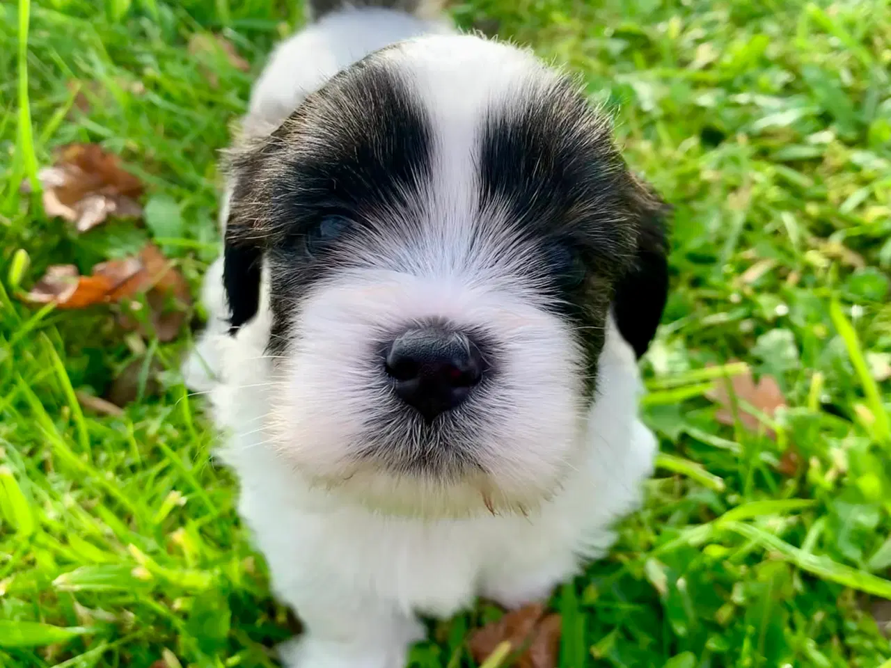 Billede 4 - Lhasa Apso hvalpe