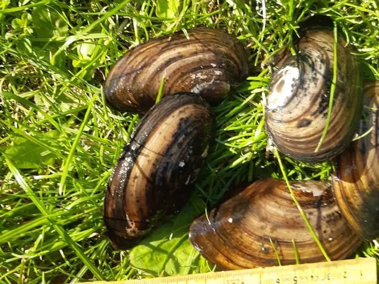 Billede 1 - Dammuslinger 