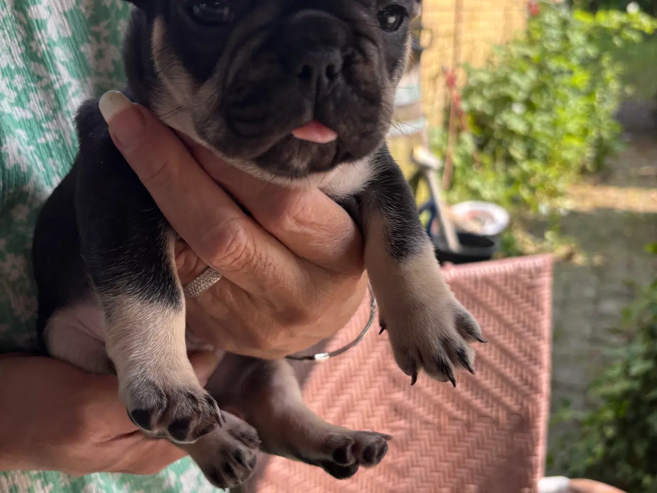 Billede 12 - Franske bulldog hvalpe